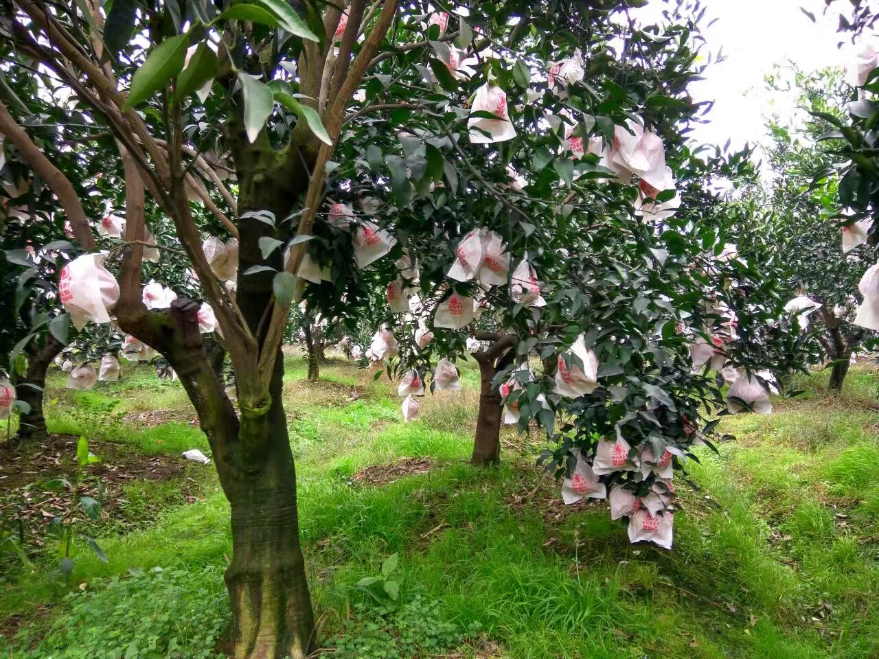 哈爾濱【預(yù)售】耙耙柑四川蒲江新鮮水果總代理批發(fā)兼零售，哈爾濱購網(wǎng)www.hrbgw.com送貨上門,【預(yù)售】耙耙柑四川蒲江新鮮水果哈爾濱最低價格