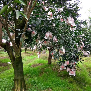 哈爾濱春見(jiàn)（耙耙柑）試吃裝，四川蒲江新鮮水果總代理批發(fā)兼零售，哈爾濱購(gòu)網(wǎng)www.hrbgw.com送貨上門(mén),春見(jiàn)（耙耙柑）試吃裝，四川蒲江新鮮水果哈爾濱最低價(jià)格